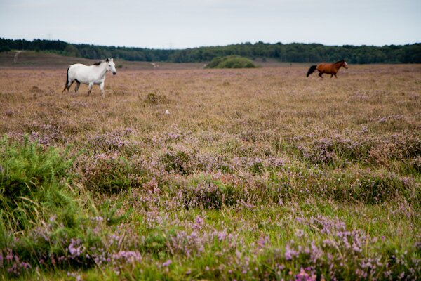 New Forest, wild horses