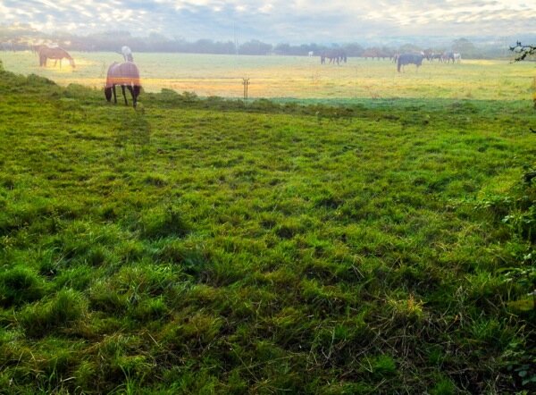 Sunrise horses grazing